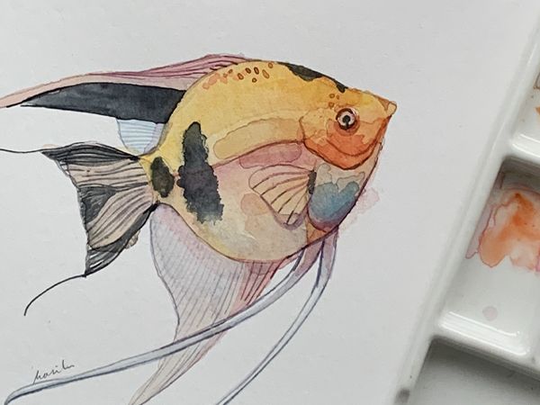 Acuarela Pez Ángel Anaranjado
